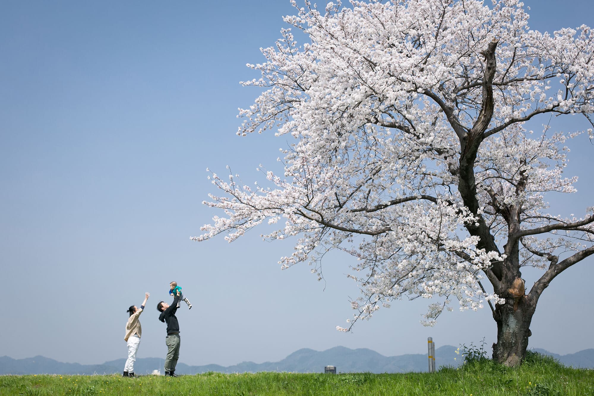 京都の桜撮影会