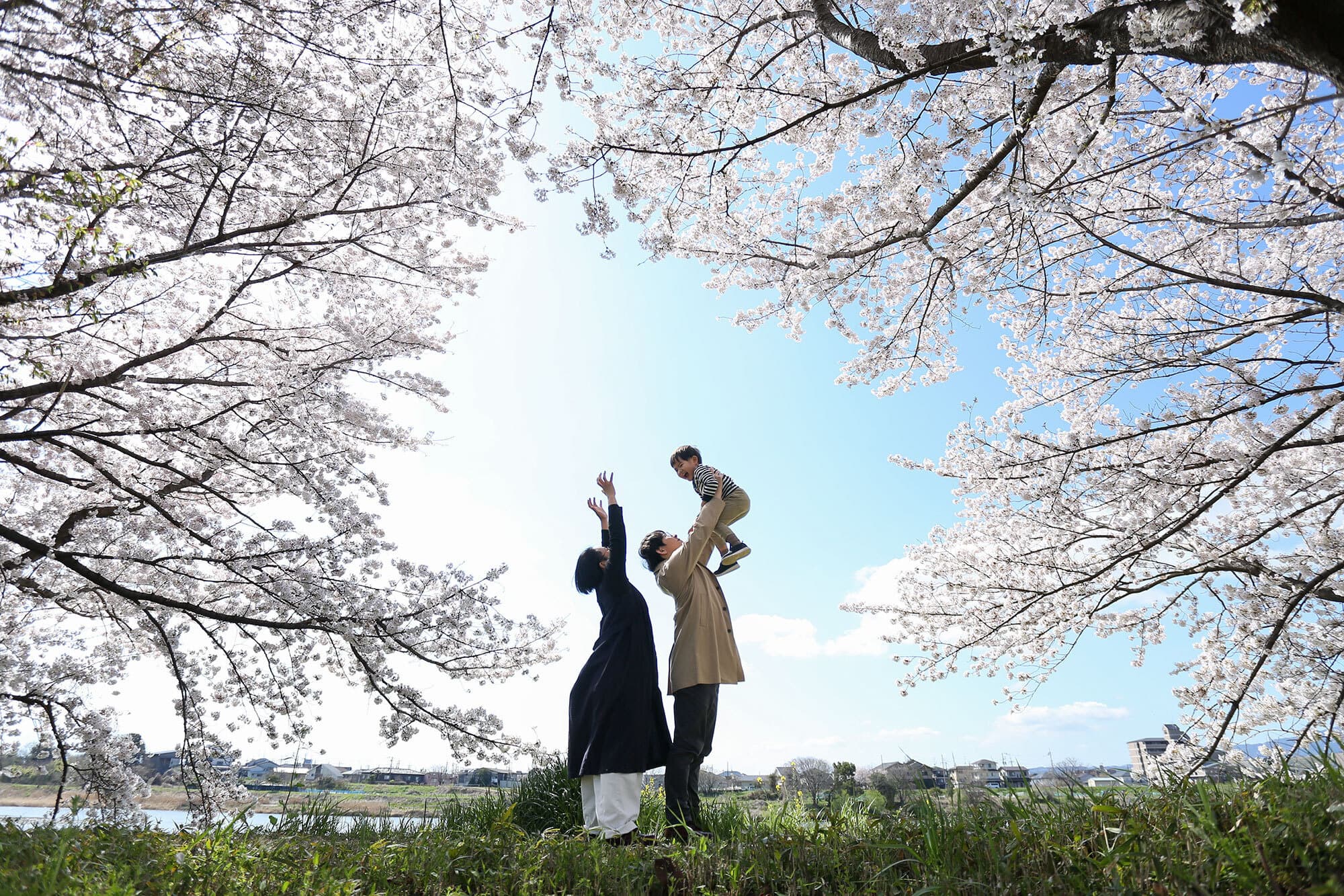 桜で家族写真のロケーション撮影