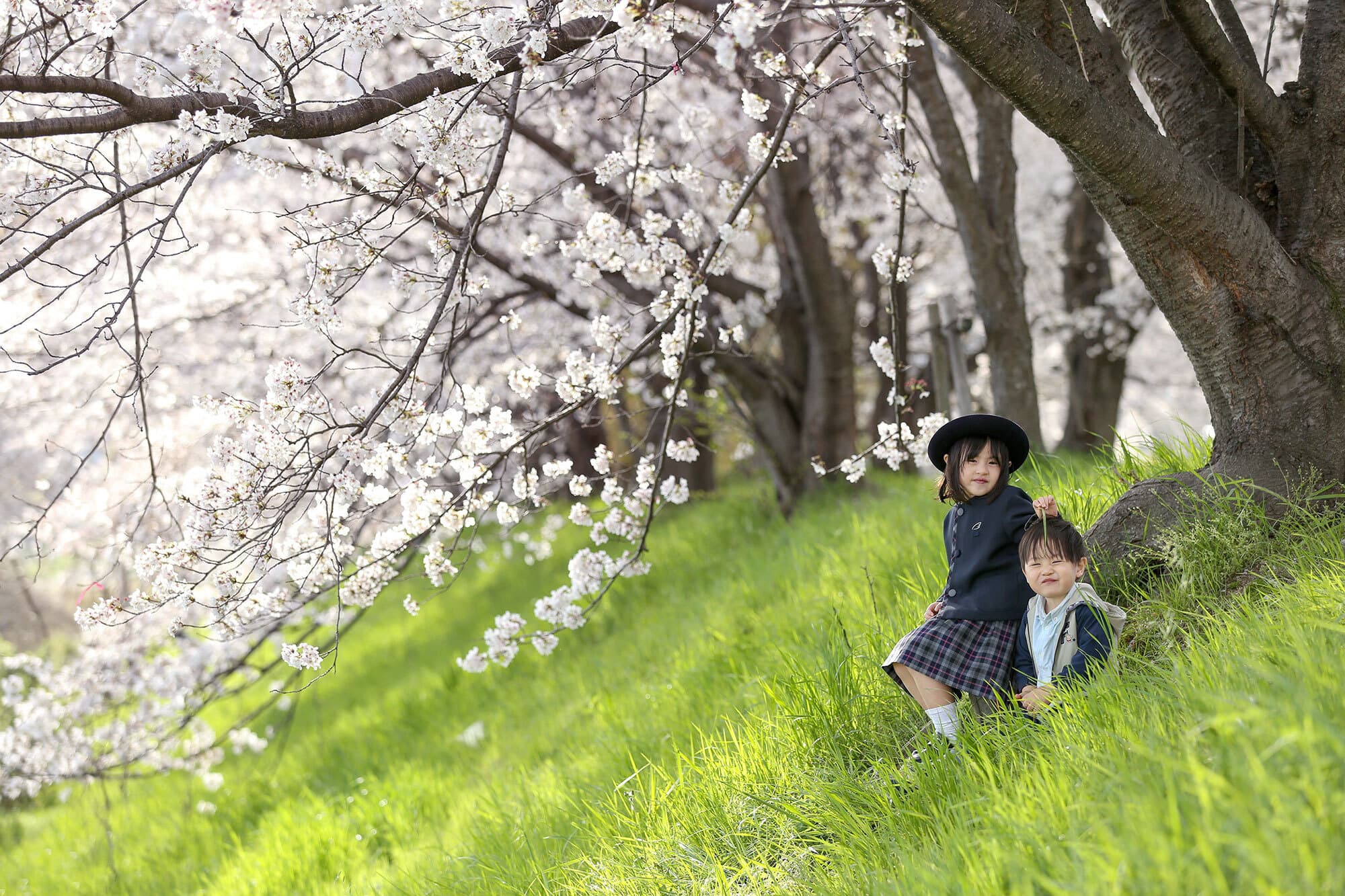 桜で入園入学のロケーション撮影