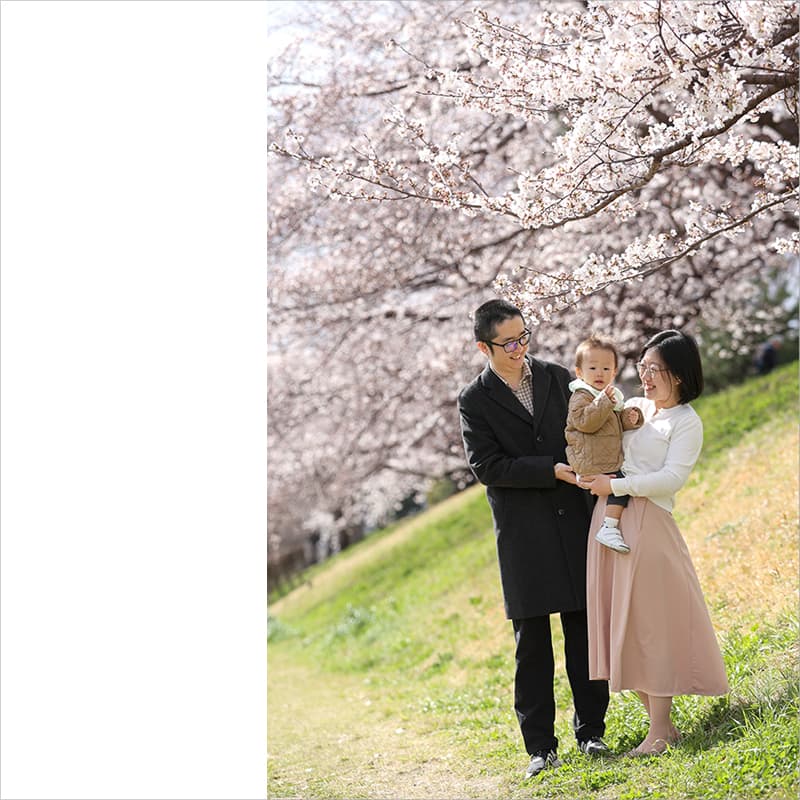 桜で家族写真のロケーション撮影